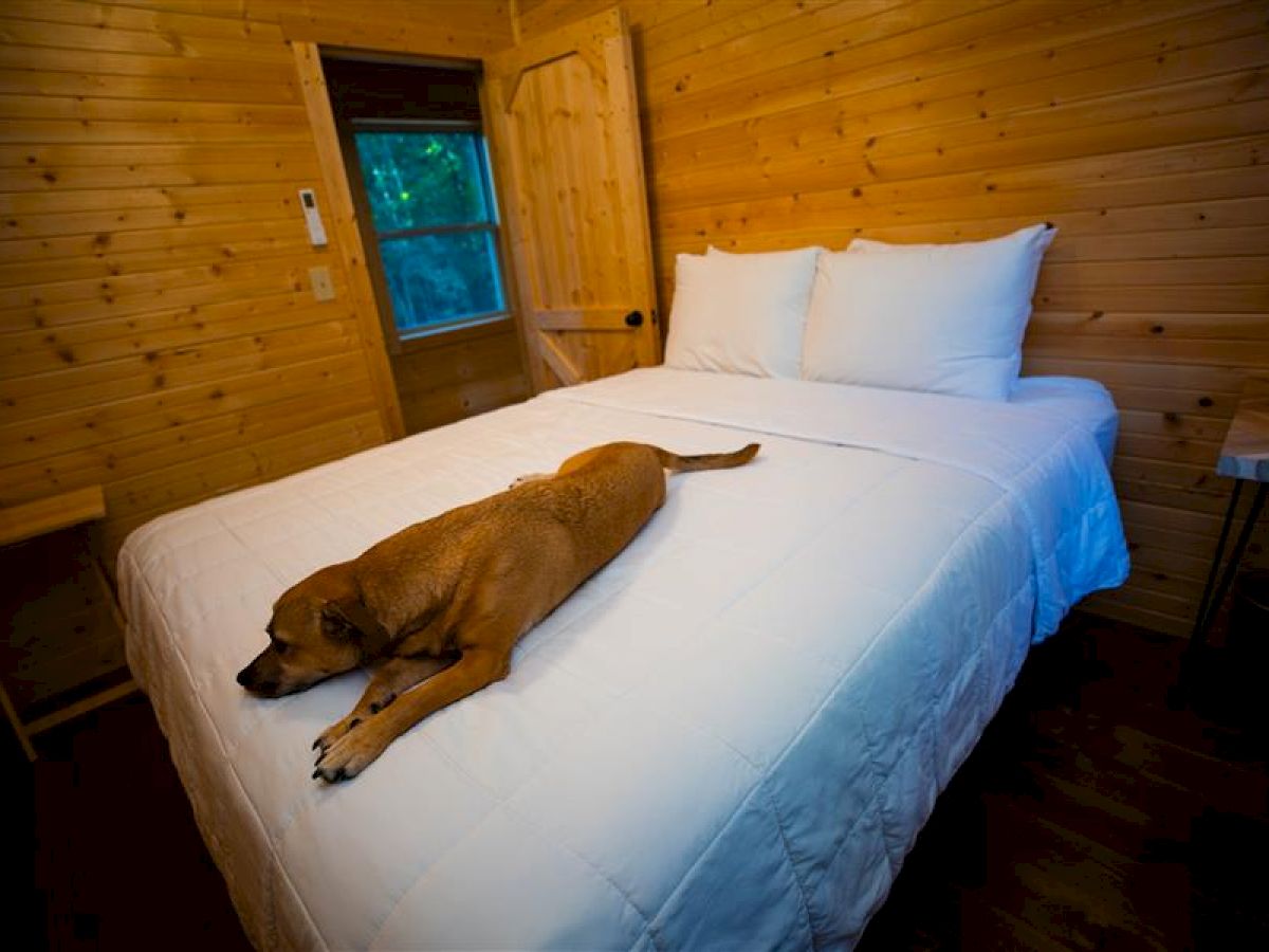 A cozy wooden cabin room with a white bedspread, two pillows, and a brown dog lying comfortably on the bed, facing the door.