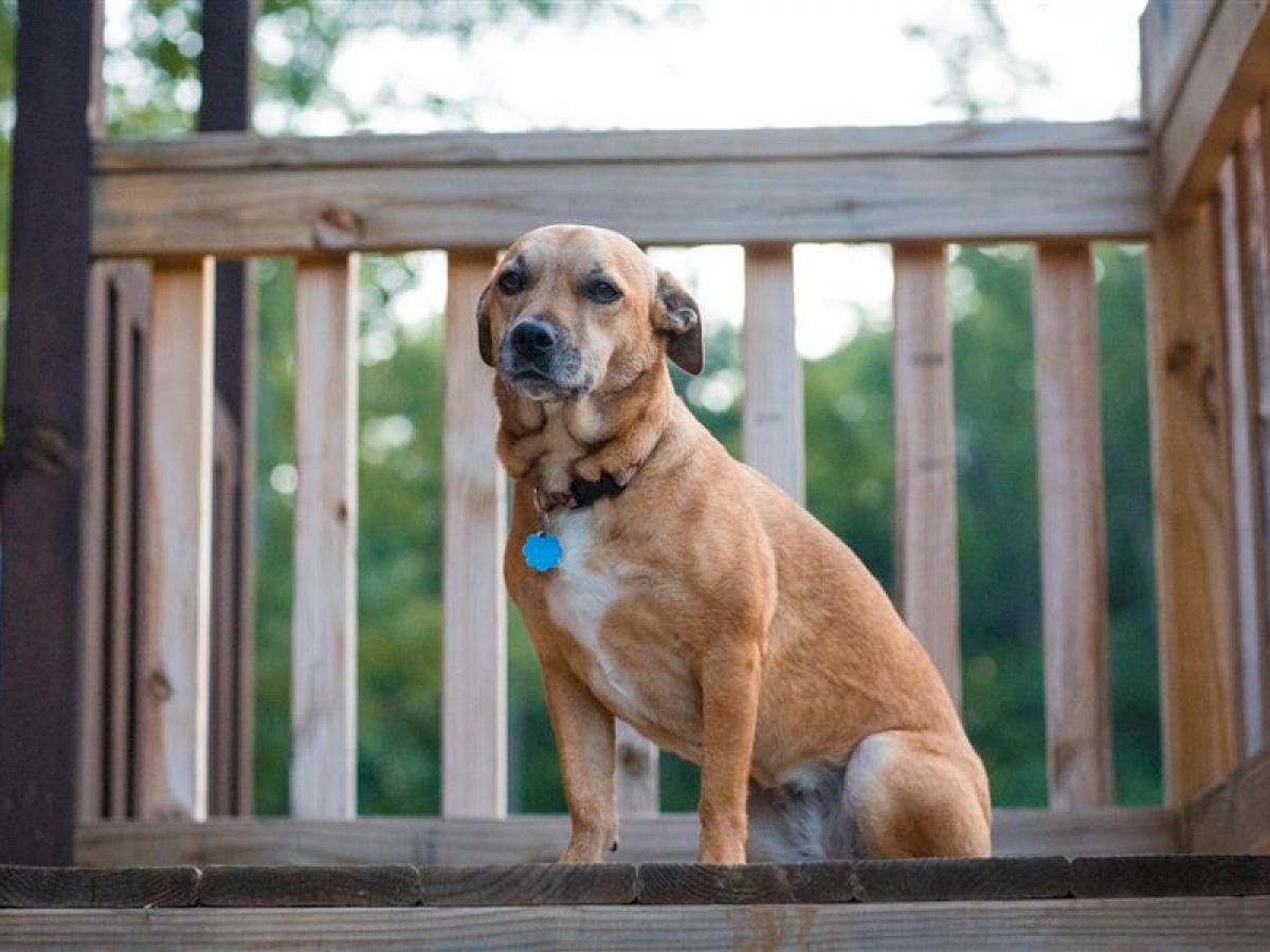 A brown dog with a white patch on its chest is sitting on wooden steps with a fenced railing behind it, looking towards the camera.